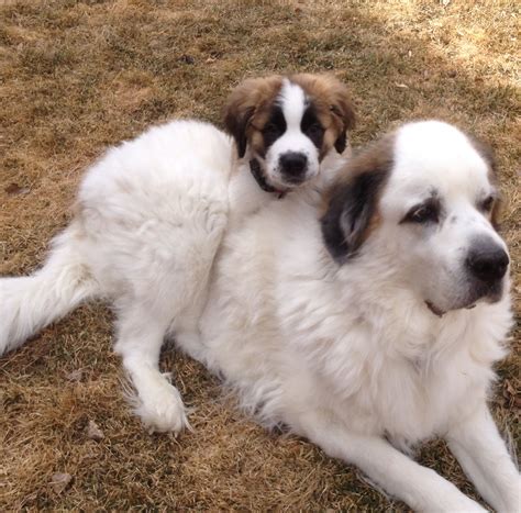 St bernard pyrenees mix - See more of St. Bernard - Great Pyrenees Mix Breed Forum on Facebook. Log In. or. Create new account. Log InWeb